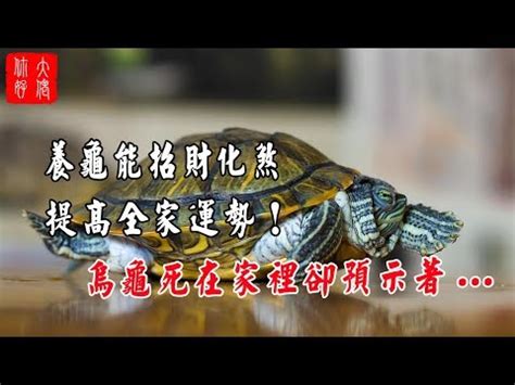 龜寓意|【烏龜代表什麼】烏龜背著好運來找你！揭秘烏龜的象。